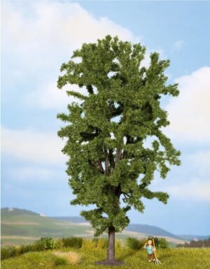 Horse Chestnut Tree