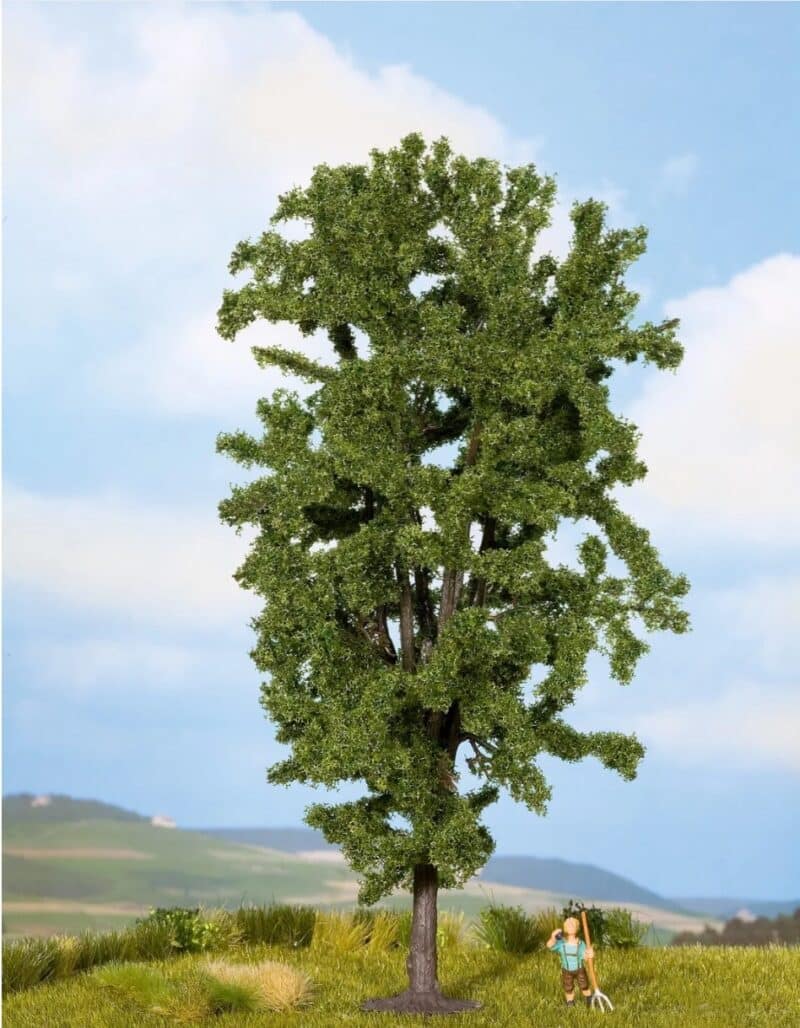 Horse Chestnut Tree