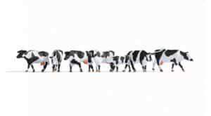 Cows