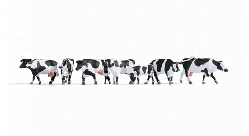 Cows