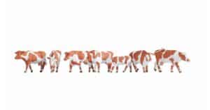 Cows, brown-white