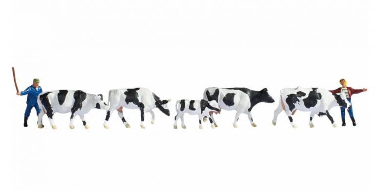 Drover and Cows