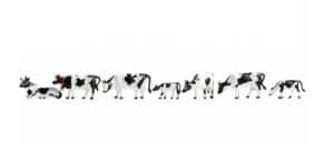 Cows, black-white