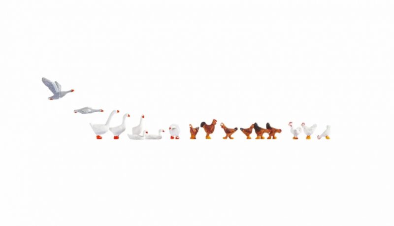 Chicken and Geese