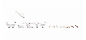 Swans and Ducks