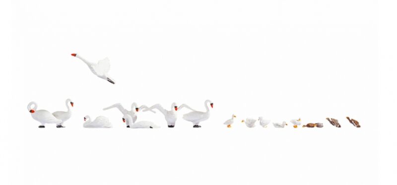 Swans and Ducks